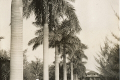 LHB_Royal_Palms